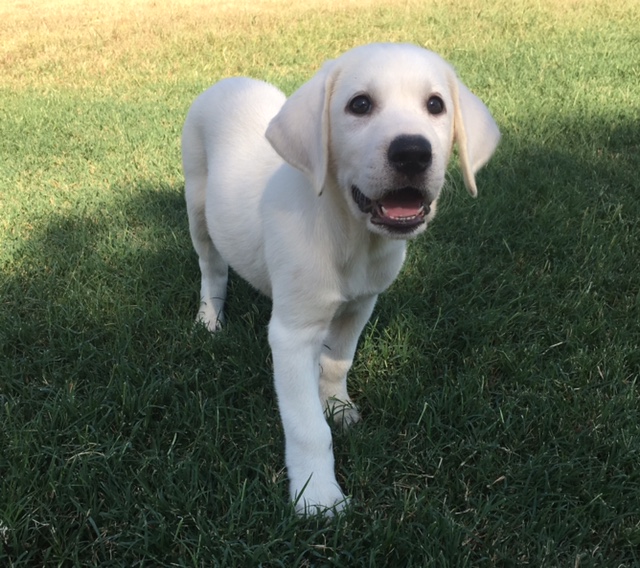 Available Puppies Rockin' B Labradors