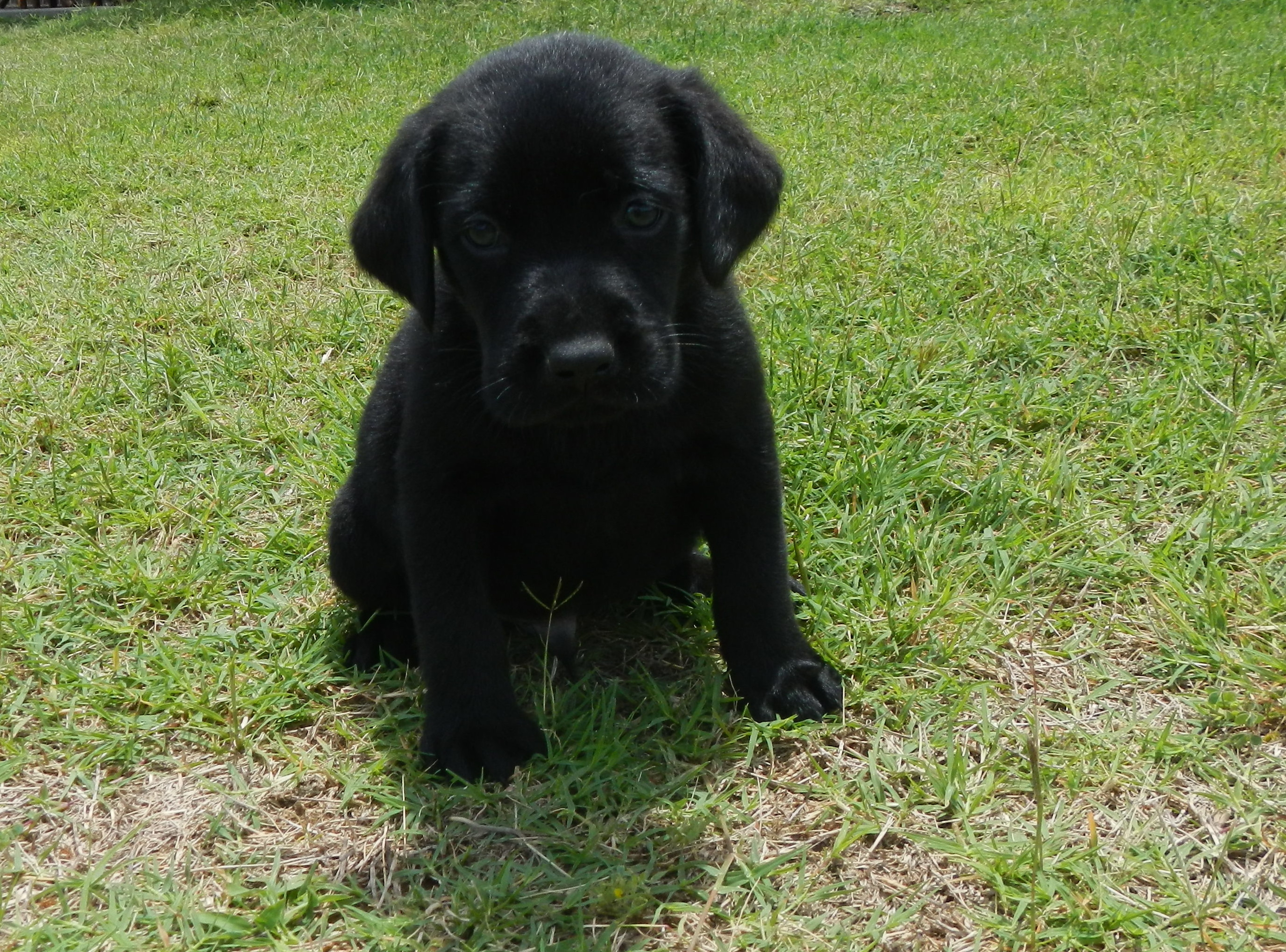 Available Puppies Rockin' B Labradors
