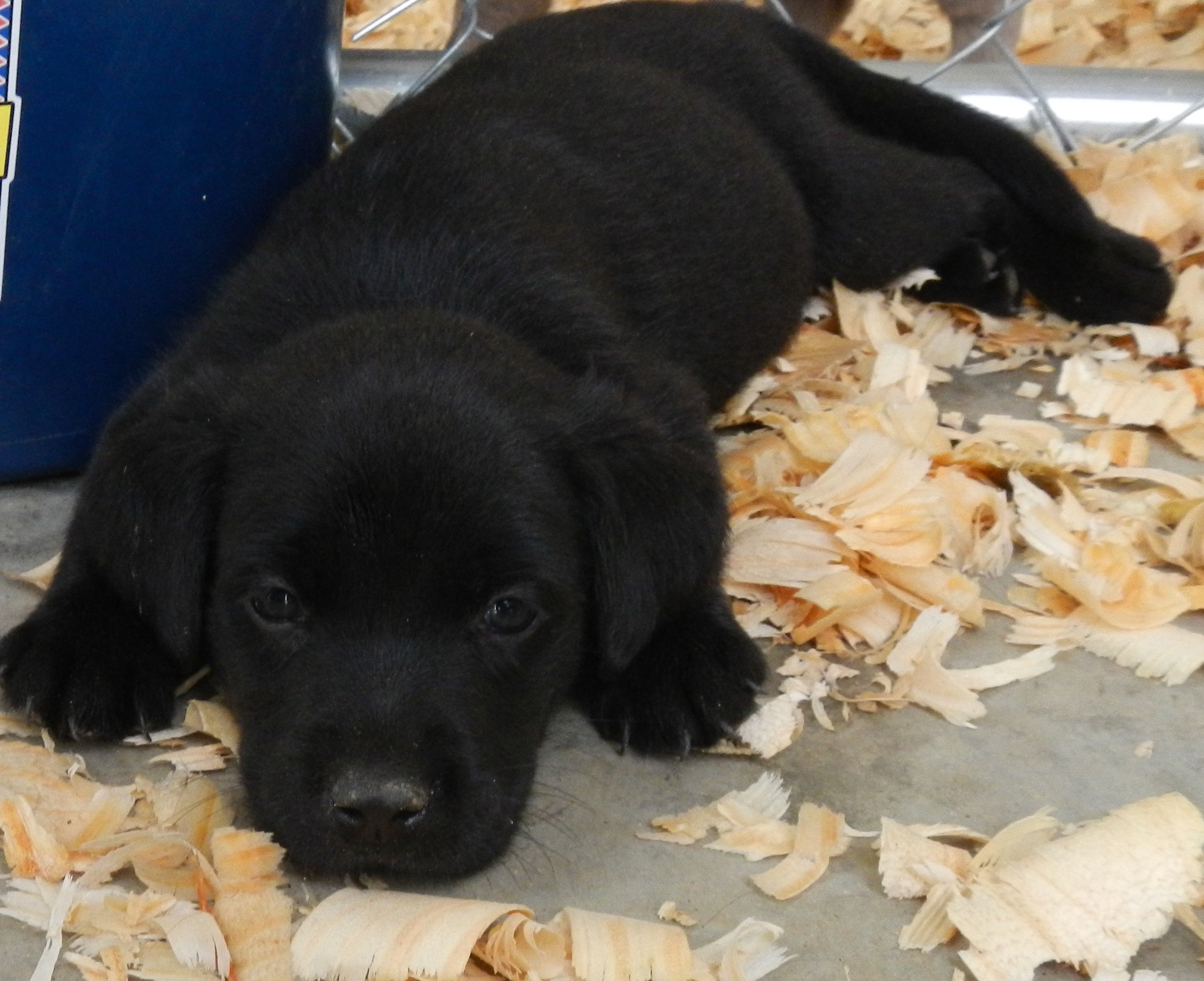 Available Puppies Rockin' B Labradors