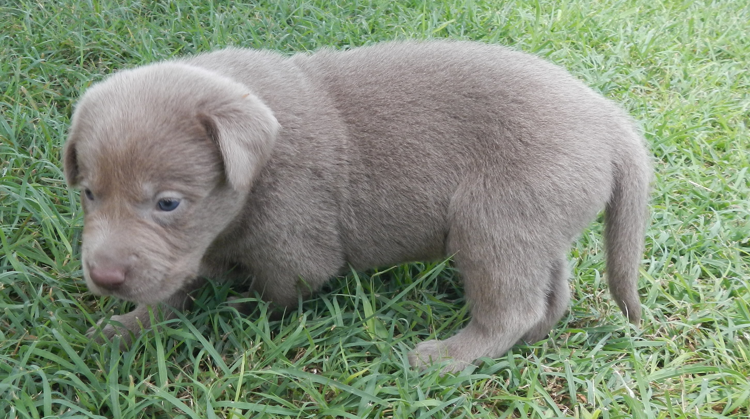 Available Puppies Rockin' B Labradors