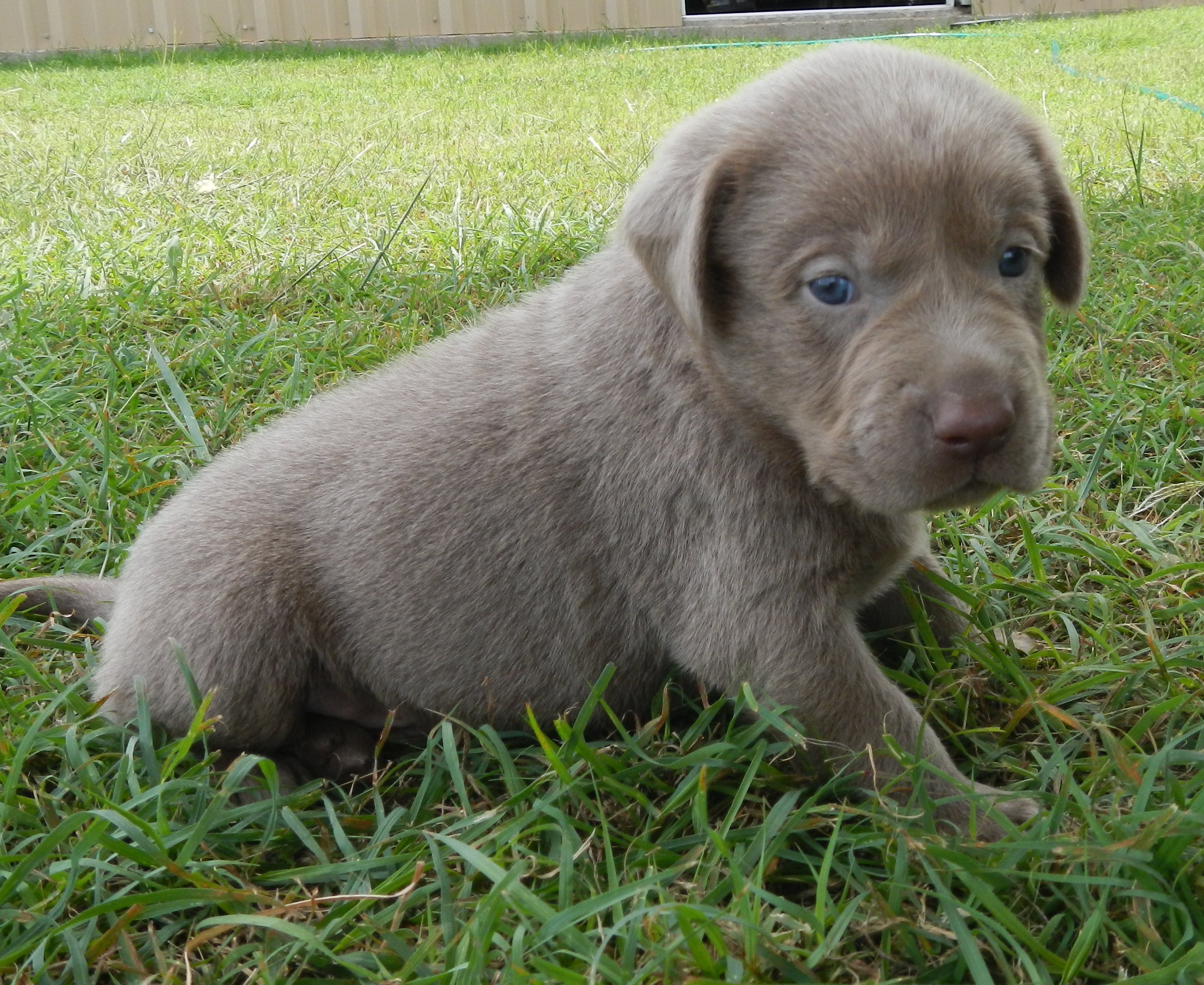 Available Puppies Rockin' B Labradors