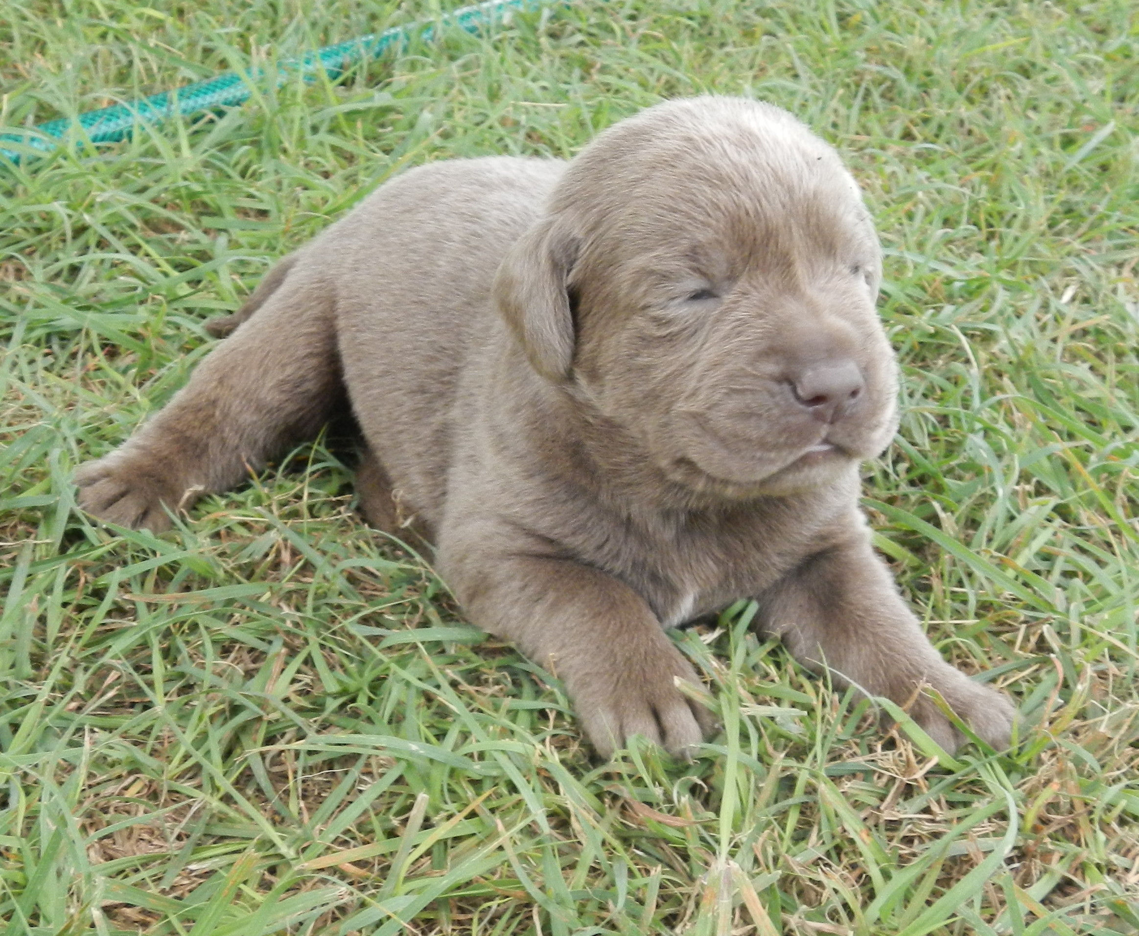 Available Puppies Rockin' B Labradors