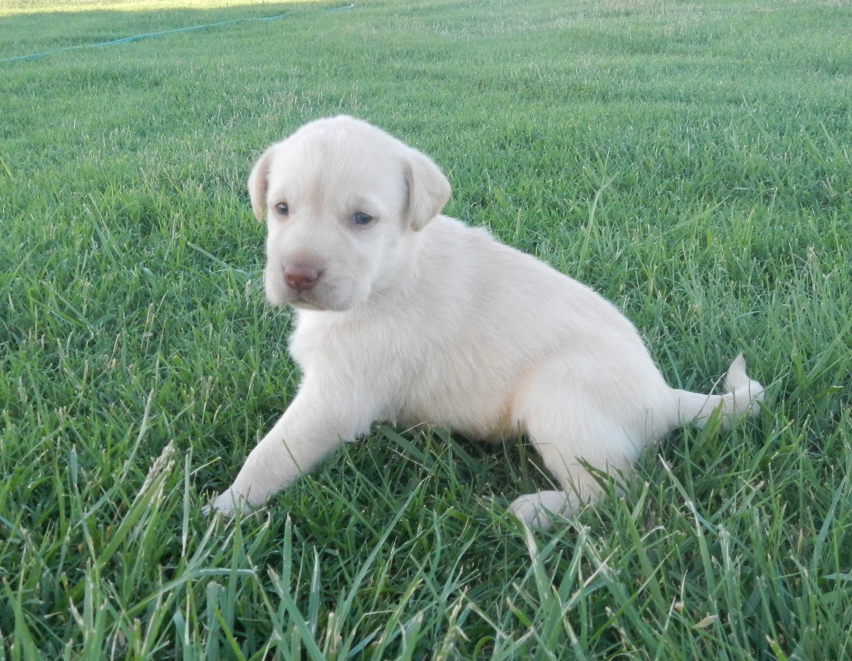 Available Puppies Rockin' B Labradors