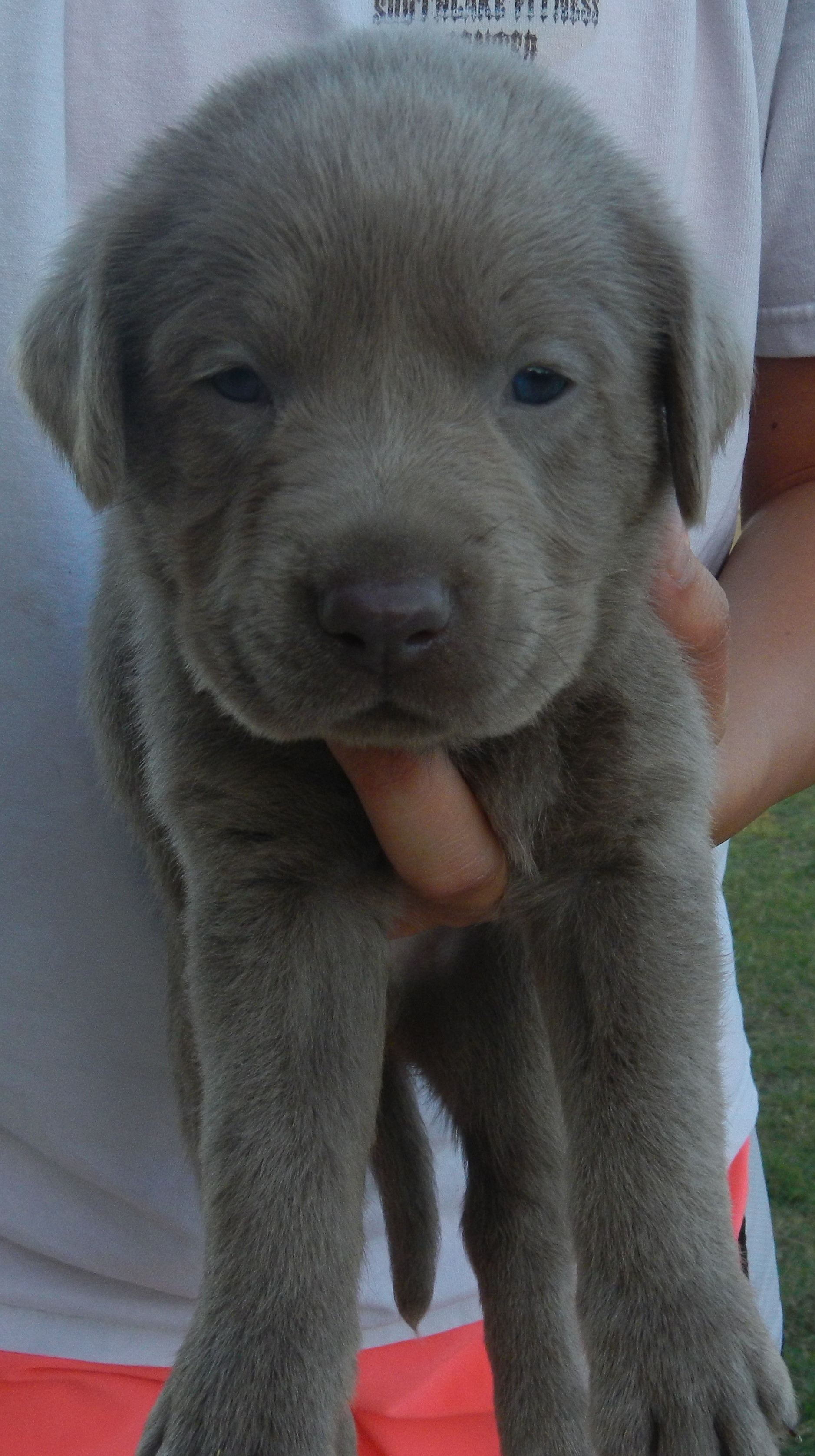 Available Puppies Rockin' B Labradors