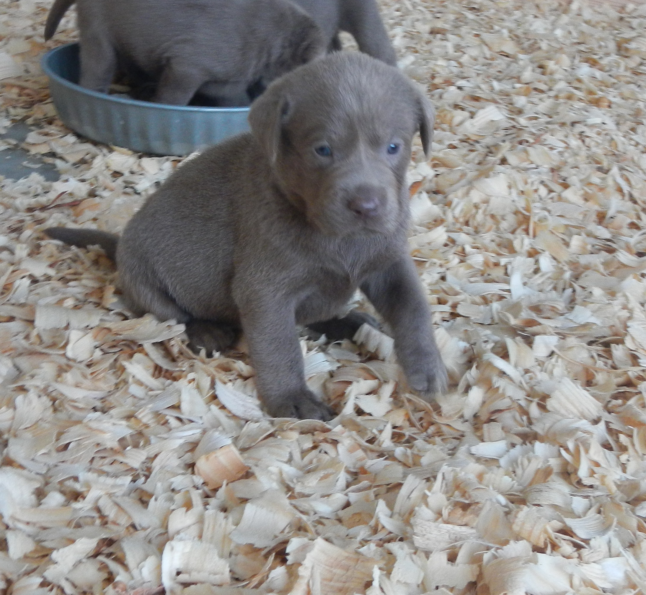 Available Puppies Rockin' B Labradors