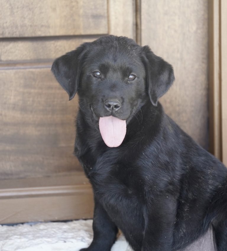Lab puppies for sale in Texas AKC Lab puppies for sale