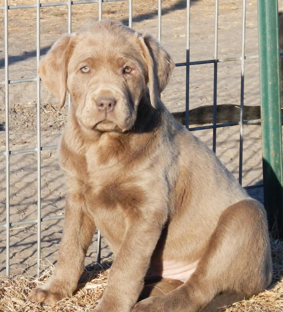 Lab Puppies For Sale In Texas Lab Breeder In Texas