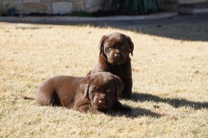 Available Puppies | Rockin' B Labradors