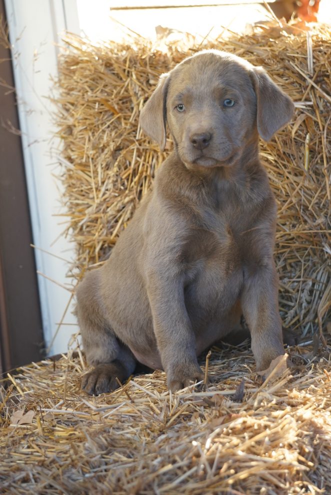 Available Puppies | Rockin' B Labradors