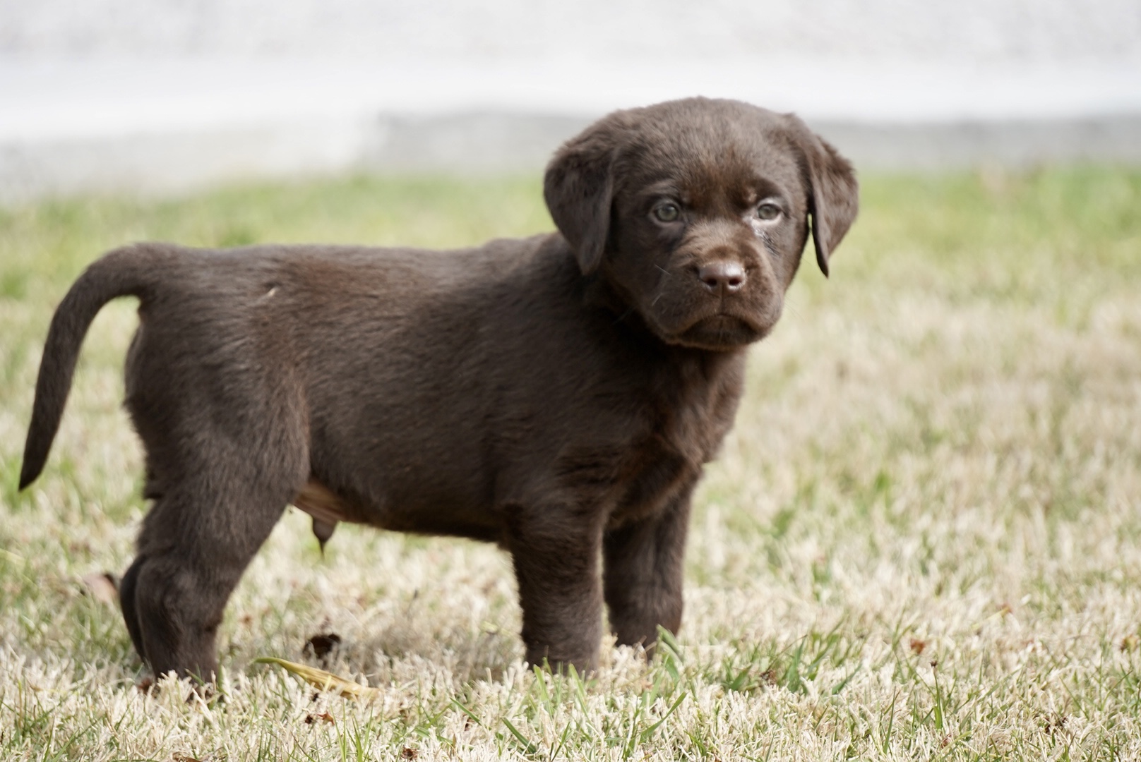 Available Puppies Rockin' B Labradors