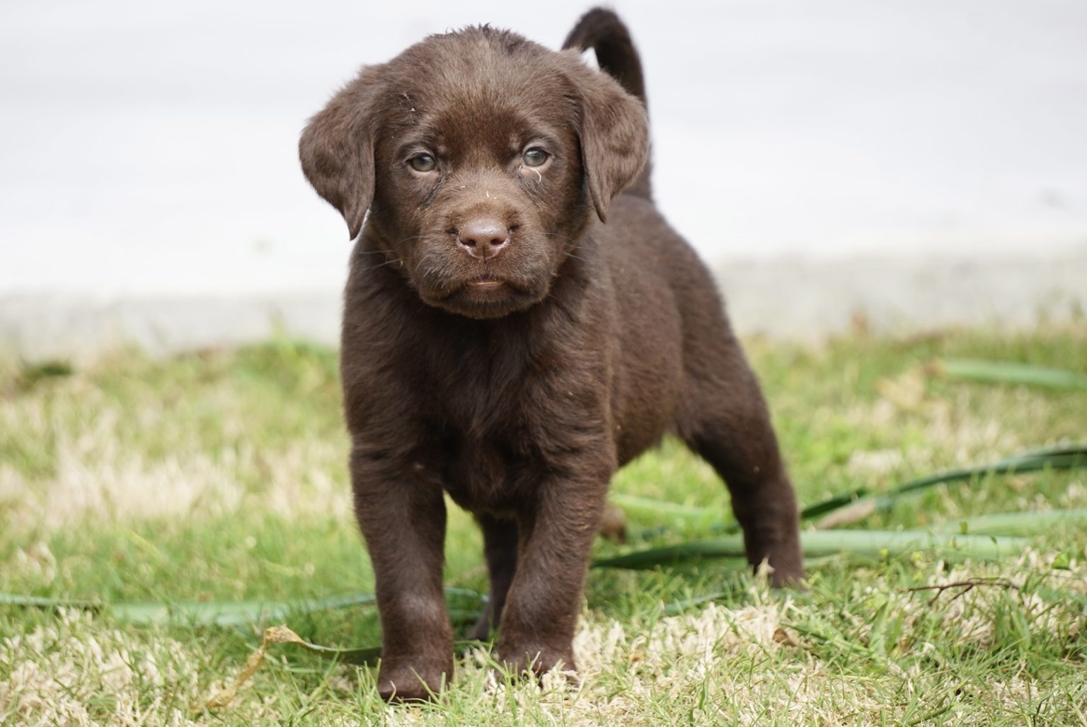 Available Puppies Rockin' B Labradors