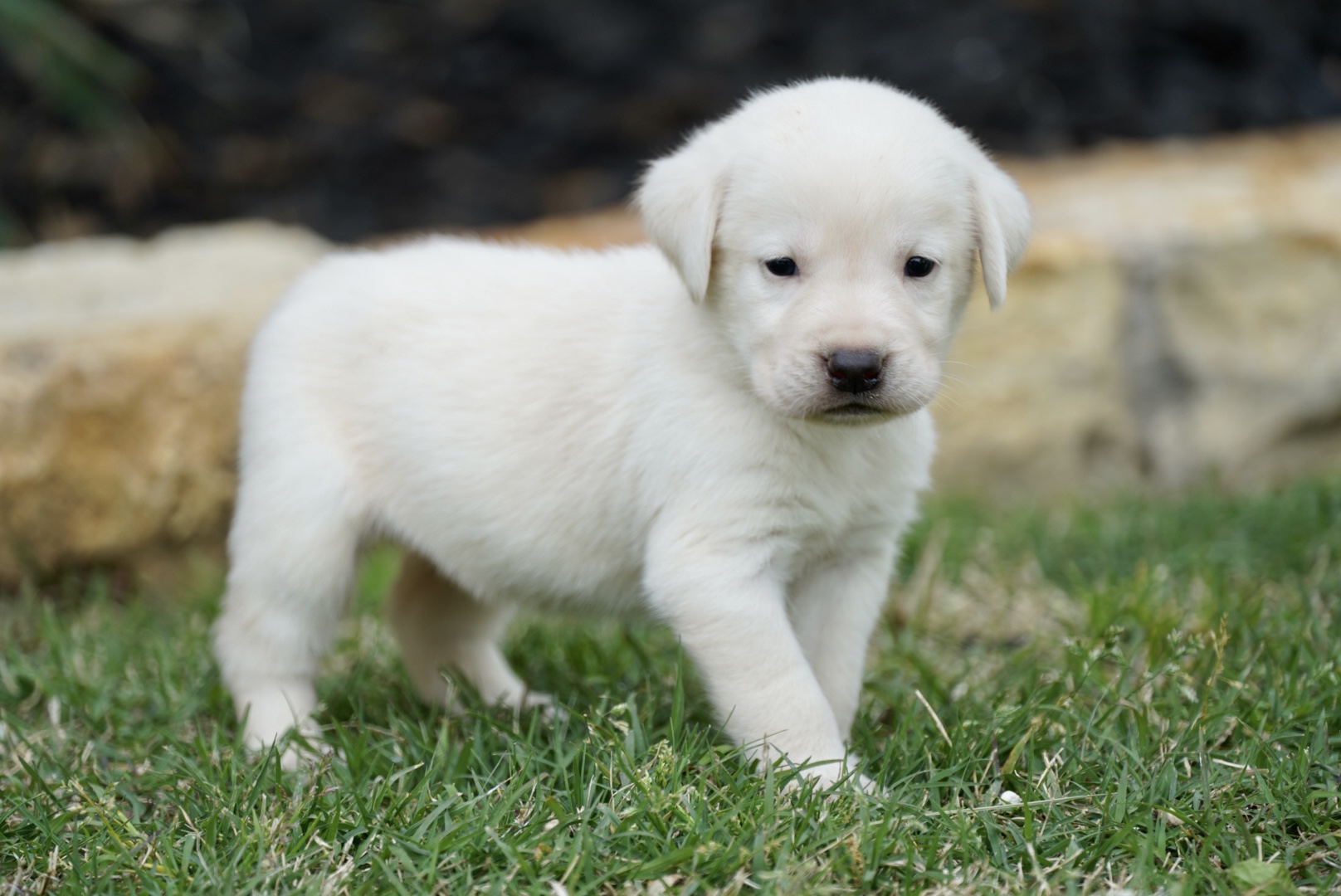 Available Puppies - Rockin' B Labradors