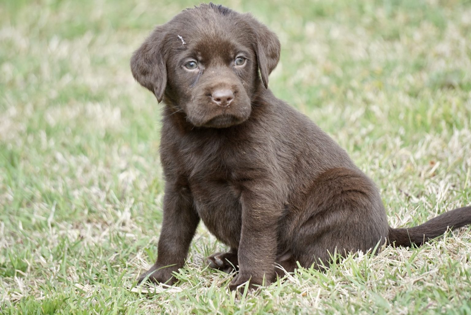 Available Puppies | Rockin' B Labradors