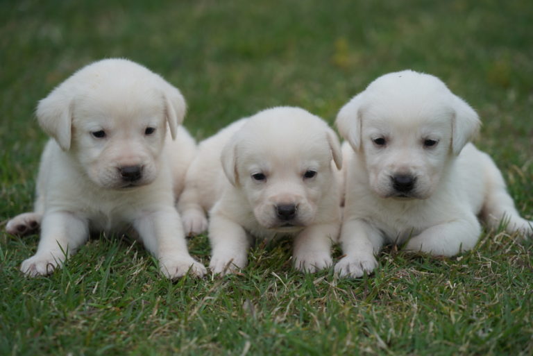 Available Puppies Rockin' B Labradors