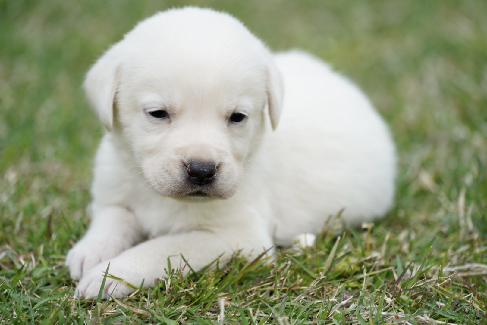 Available Puppies - Rockin' B Labradors