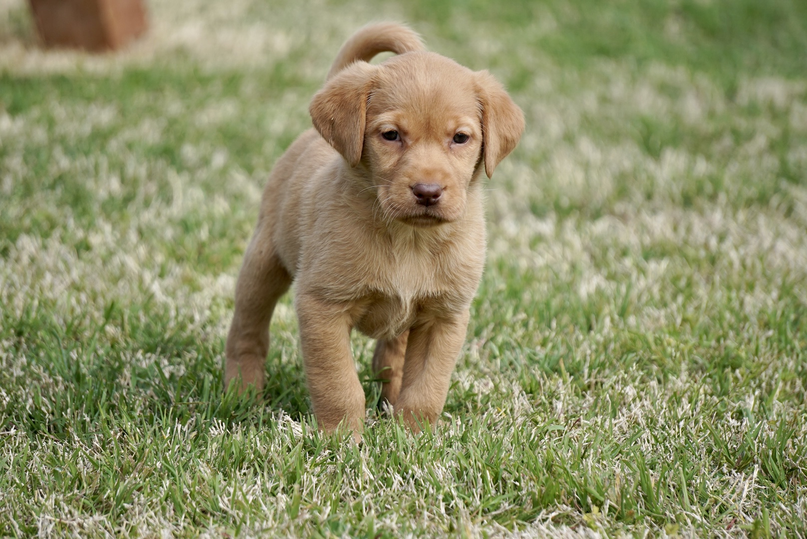 Available Puppies | Rockin' B Labradors