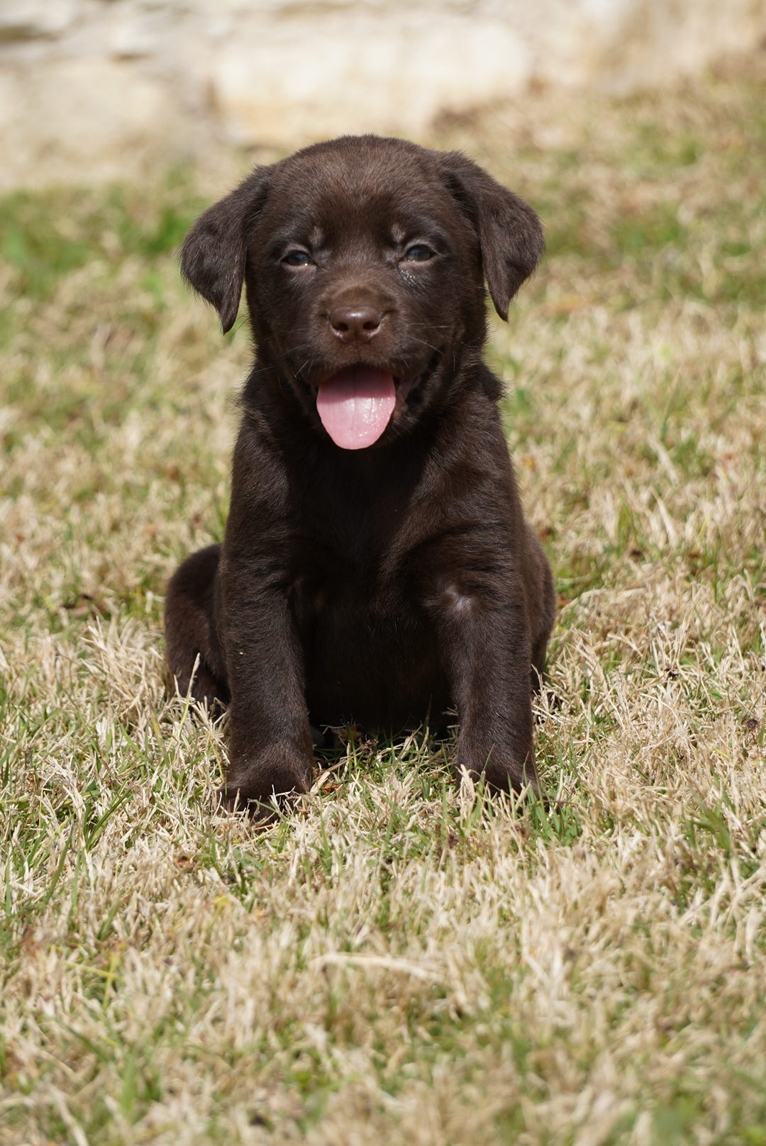 Available Puppies Rockin' B Labradors