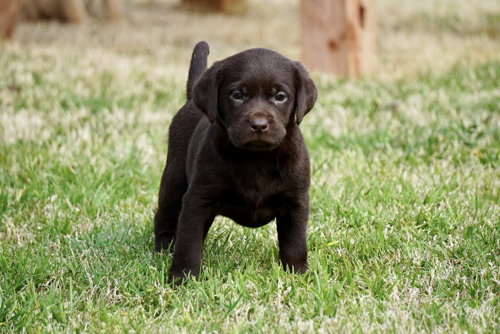 Available Puppies | Rockin' B Labradors