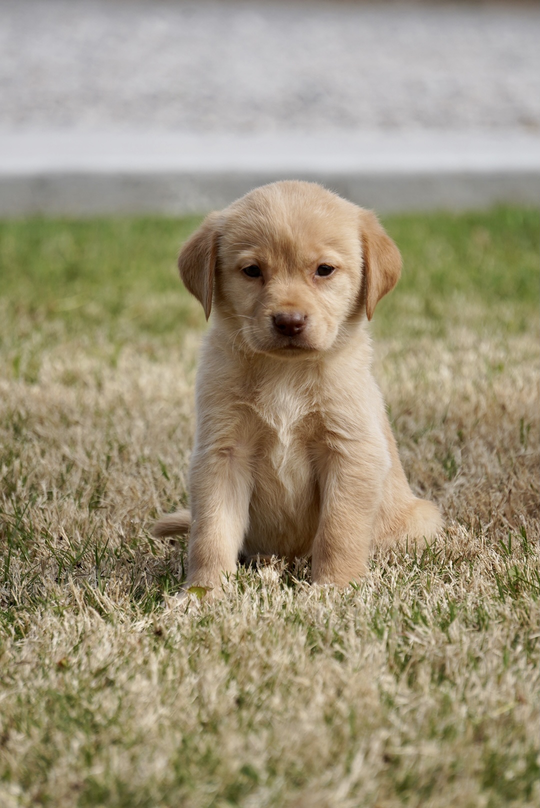 Available Puppies Rockin' B Labradors