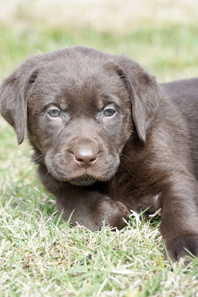 Available Puppies Rockin' B Labradors
