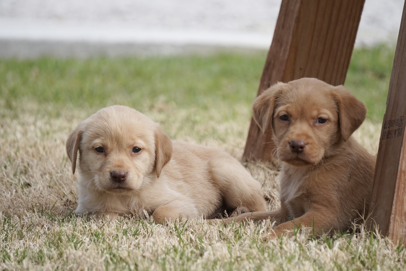 Available Puppies Rockin' B Labradors
