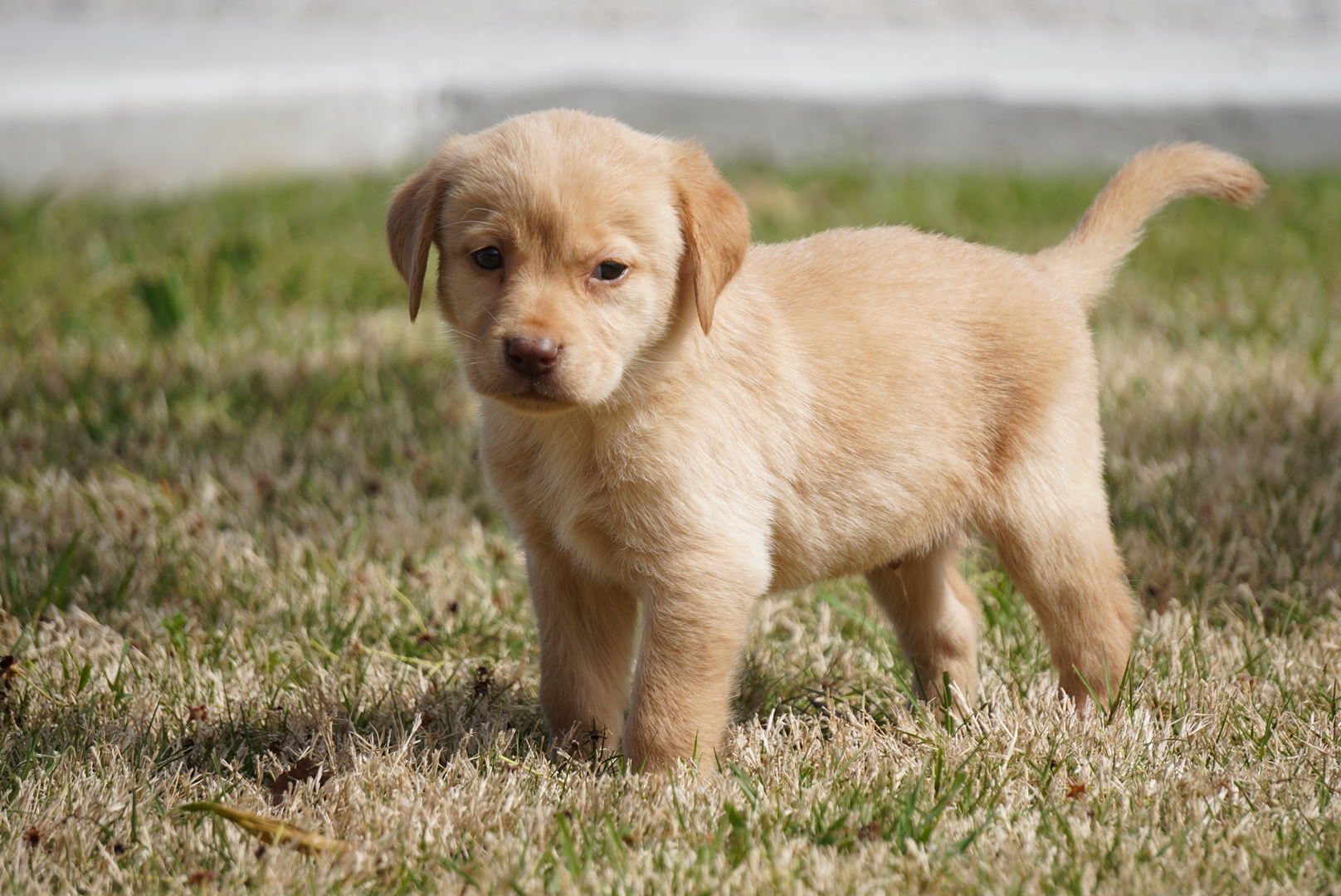 Available Puppies Rockin' B Labradors