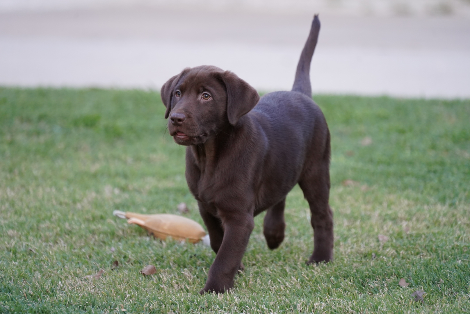 Available Puppies Rockin' B Labradors