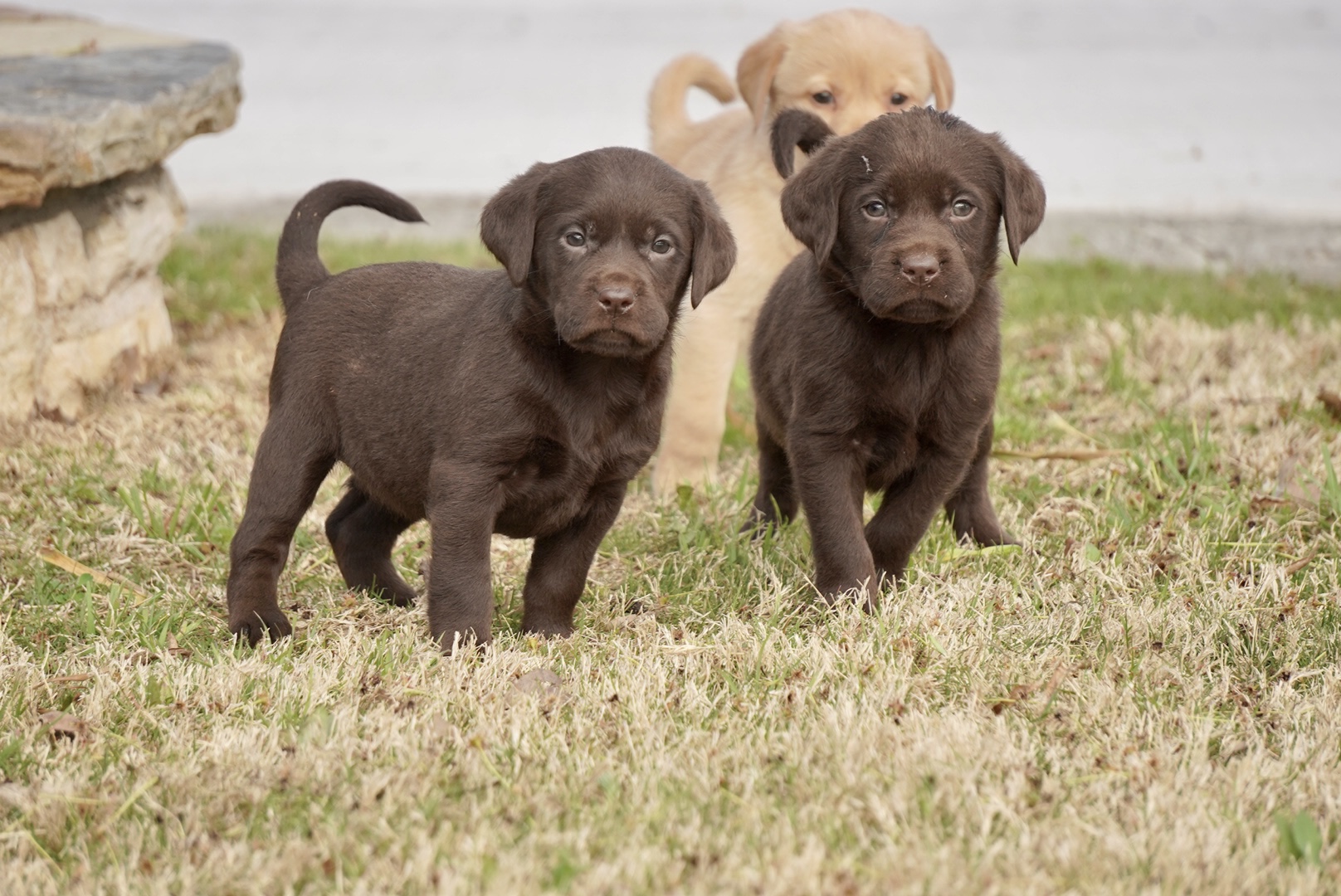 Available Puppies Rockin' B Labradors