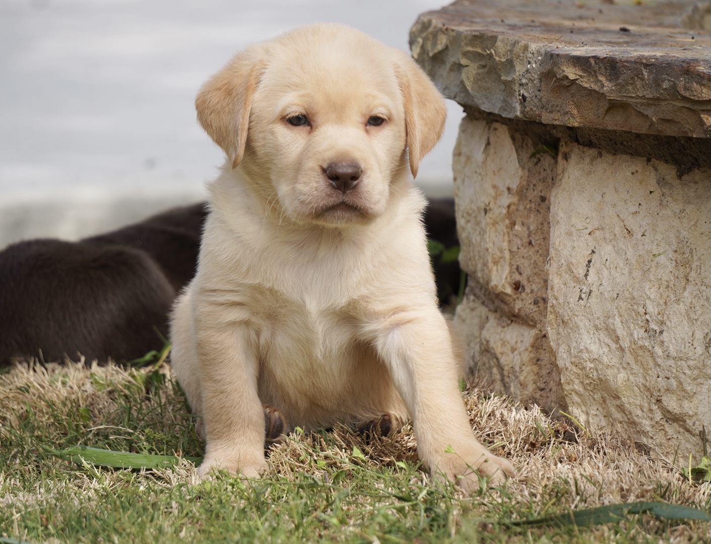 Available Puppies | Rockin' B Labradors