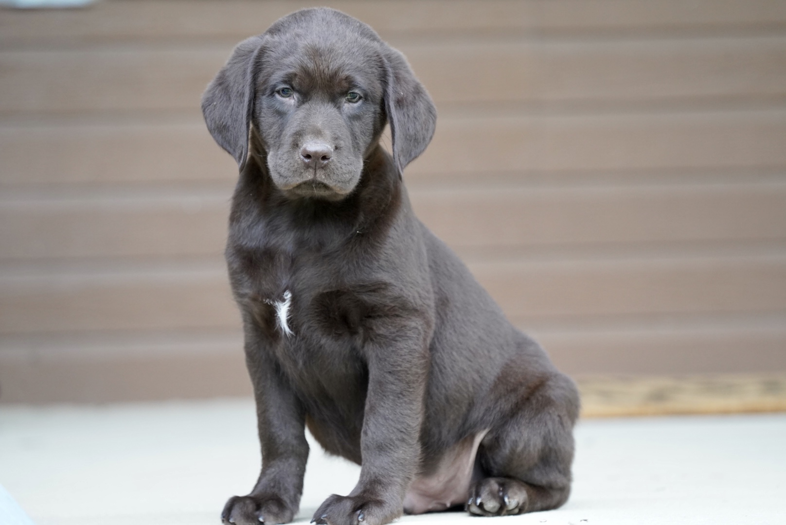 Available Puppies - Rockin' B Labradors