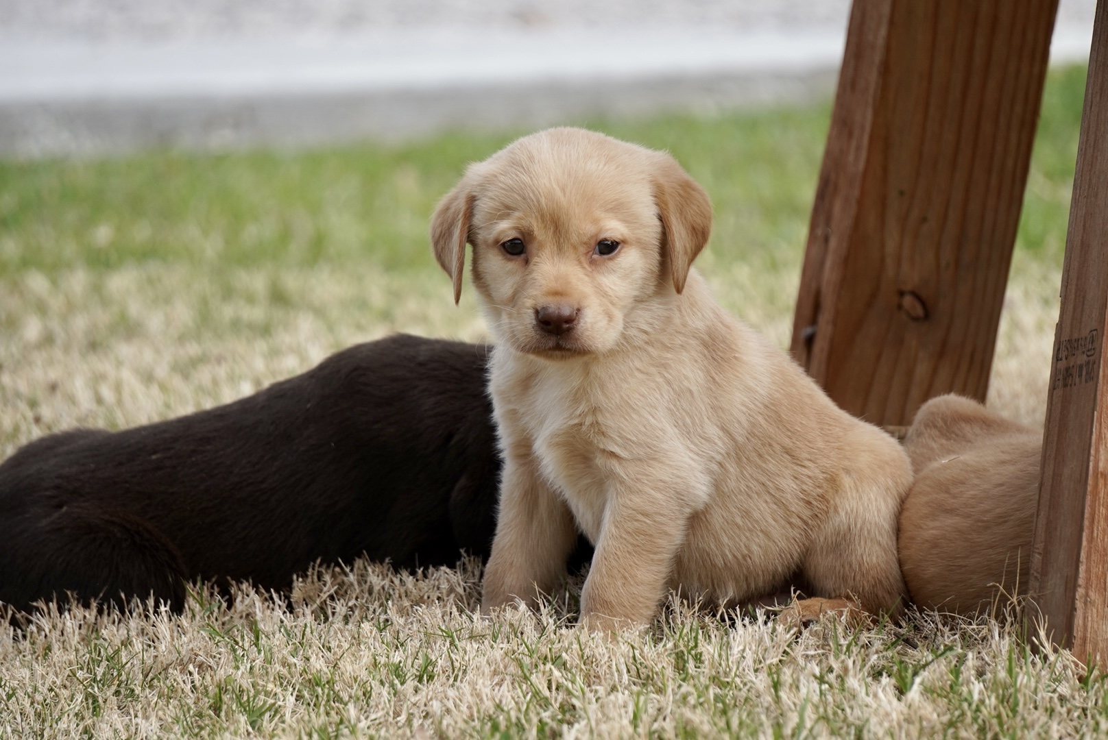 Available Puppies Rockin' B Labradors