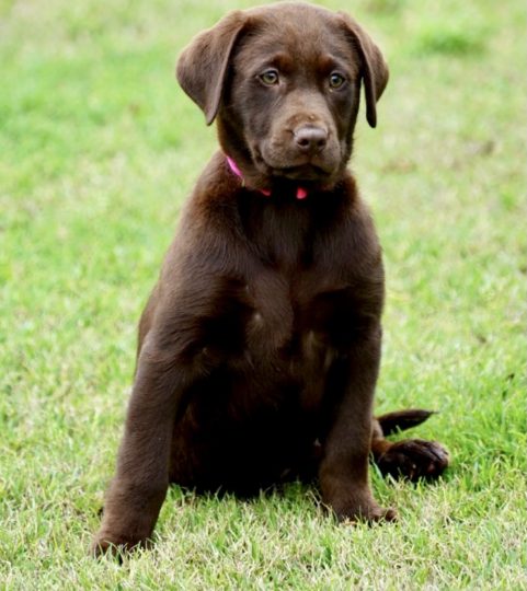 Available Puppies - Rockin' B Labradors