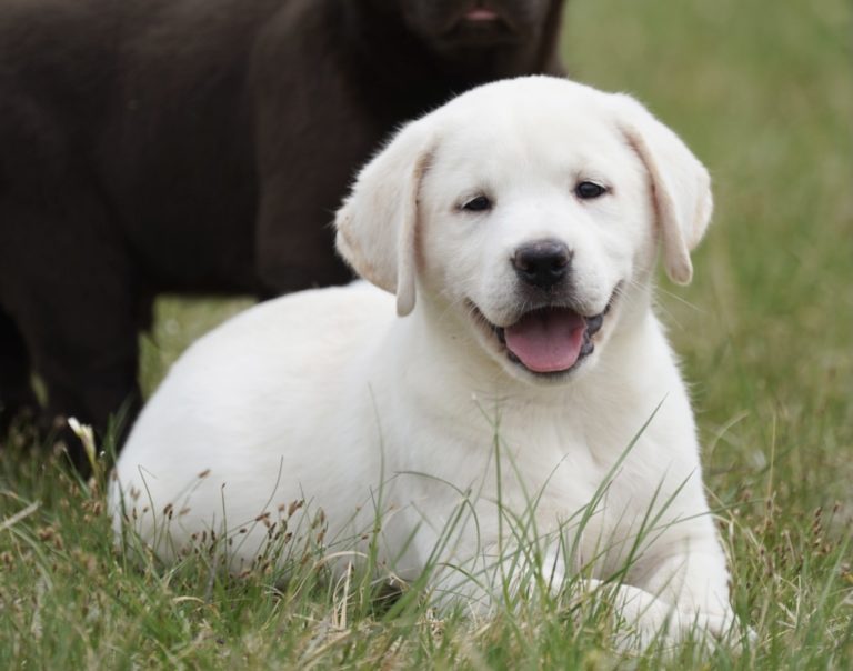 Lab puppies for sale in Texas| AKC Lab puppies for sale