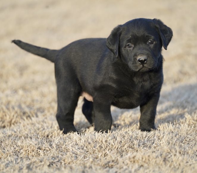 Lab puppies for sale in Texas| AKC Lab puppies for sale