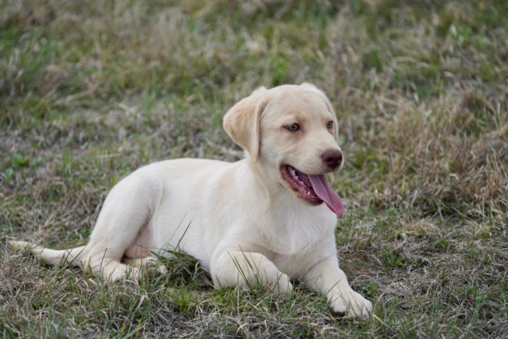 Lab puppies for sale in Texas| AKC Lab puppies for sale