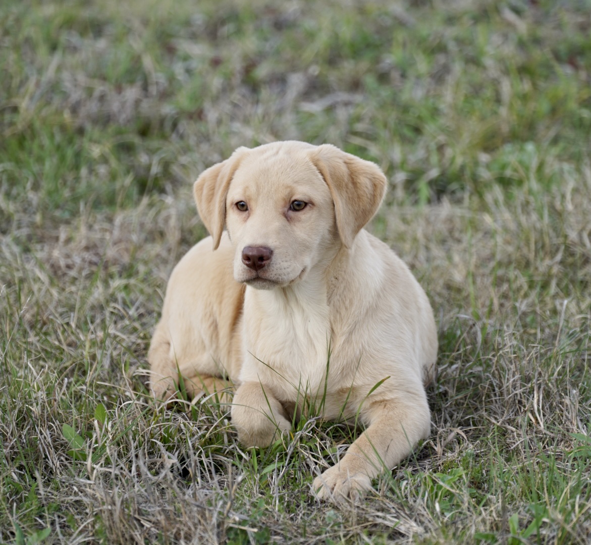 are yellow labs noisy