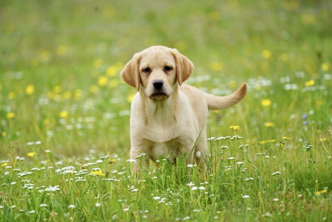 Lab puppies for sale in Texas| AKC Lab puppies for sale