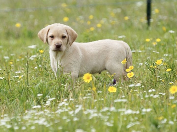 Lab puppies for sale in Texas| AKC Lab puppies for sale