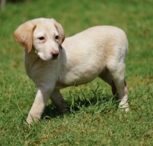 Cream-colored puppy standing in sunlit green grass, looking to the left.