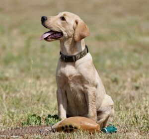 Golden Labrador sitting in a grassy field with tongue out, wearing camo collar; a brown disc and toys lie nearby in the grass.