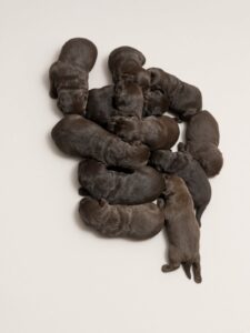 A pile of newborn brown puppies cuddled together on a pale background.